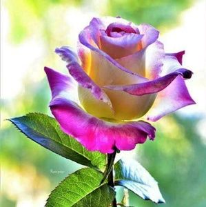 Meet your Posher, Lisbet